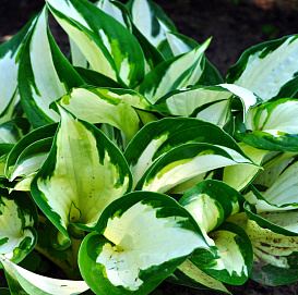 Хоста 'Лоялист' (тёмно-зеленый)