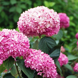 Гортензия древовидная 'Пинк Анабель'