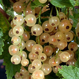 Смородина белая 'Белая Смольяниновой'