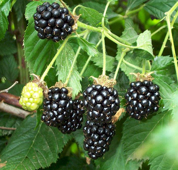 Ежевика 'Агавам'