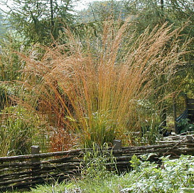 Молиния тростниковая 'Транспарант'