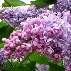 Сирень обыкновенная 'Эмиль Лемуан' (лилово - розовая)