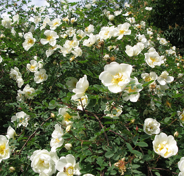 Роза бедренцеволистная