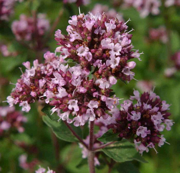 Душица обыкновенная