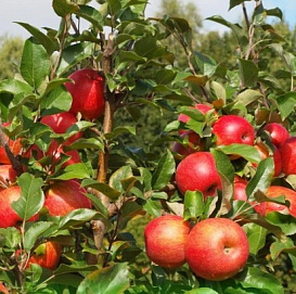 Яблоня домашняя 'Хоней Криспа'