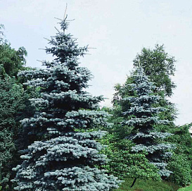 Ель колючая голубая Костер (Koster)