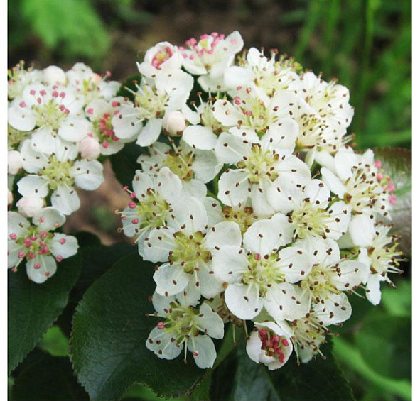 Рябина черноплодная (арония)