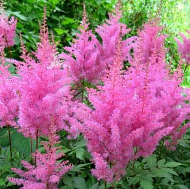 Астильба Арендса 'Глория Пурпурея'  