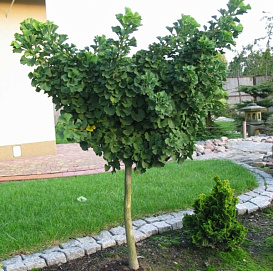 Гинкго билоба