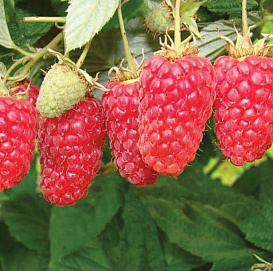 Малина 'Лячка' (ремонтантная)