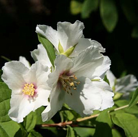 Чубушник Бель Этуаль (Belle Etoile)