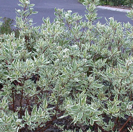 Дерен белый 'Сибирика Вариегата'