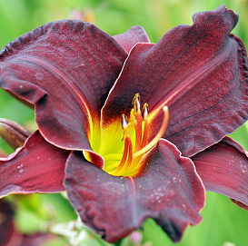 Лилейник гибридный 'Супер Пурпл'