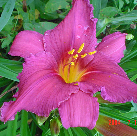 Лилейник гибридный 'Самер Вайн'