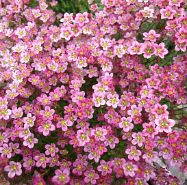 Камнеломка Арендса 'Хайландер Уайт Ред'