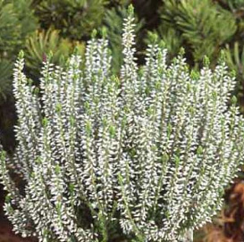 Вереск обыкновенный 'Алисия' (белый)