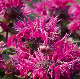 Монарда двойчатая (гибридная) 'Мелуа Пинк'