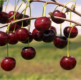 Вишня десертная 'Морозовой'