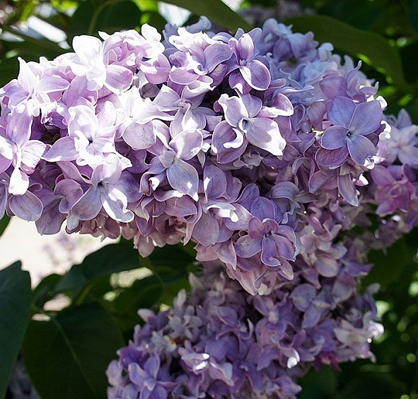 Сирень обыкновенная 'Надежда' (лилово - голубая)