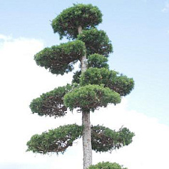 Лиственница европейская бонсай