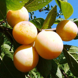 Алыча 'Медовая'