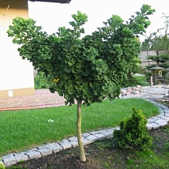 Гинкго билоба 'Марикен'