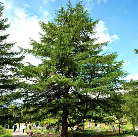 Лиственница японская Кемпфера (Larix kaempferi)