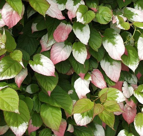 Актинидия Коломикта 'Изобильная'