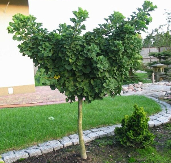 Гинкго билоба 'Марикен'