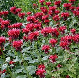 Монарда гибридная 'Гаденвью Скарлет'