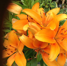 Лилия 'Оранж Пикси' (оранжевая)