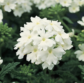 Вербена гибридная 'Обсешн Вайт' (белая)