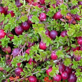 Клюква крупноплодная 'Кроули'