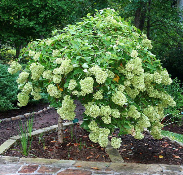 Гортензия метельчатая 'Тардива'