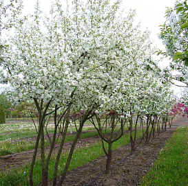 Яблоня декоративная Саржента