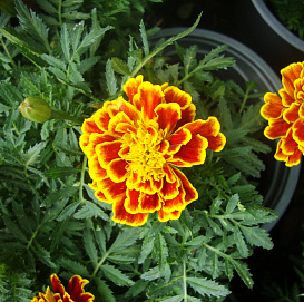 Тагетес (бархатцы) отклоненый