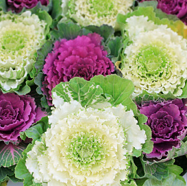 Семена Капуста декоративная 