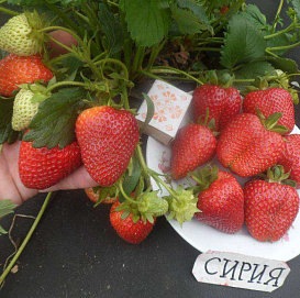 Земляника (клубника) 'Сирия'