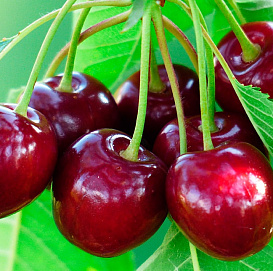 Черешня 'Любимица Астахова'