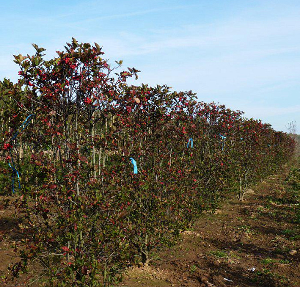 Боярышник сливолистный