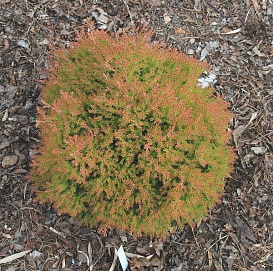 Туя западная 'Фаер Чиф'