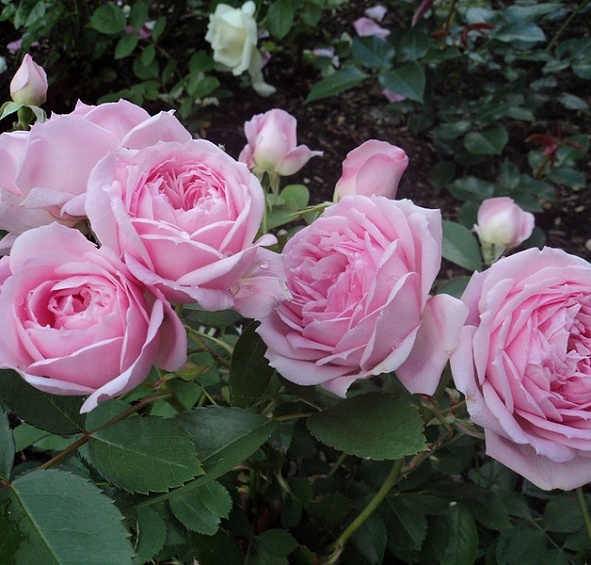 Роза 'Прейри Джой' (парковая, шраб) (розовая)