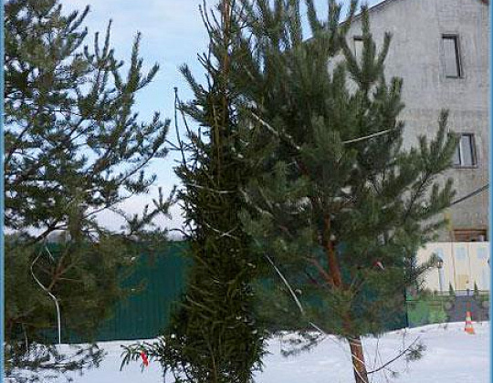 Фотоальбом Хвойные деревья с комом для зимней посадки. Ель, сосна. Фотография 7