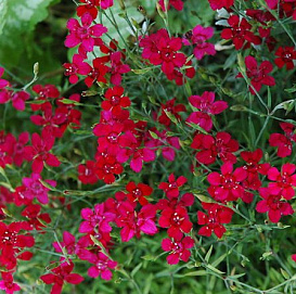 Гвоздика травянка (красная)