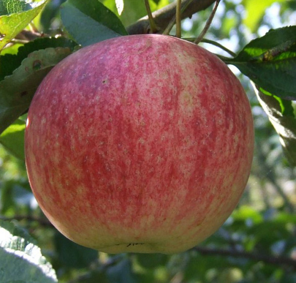 Яблоня домашняя 'Слава Победителя'