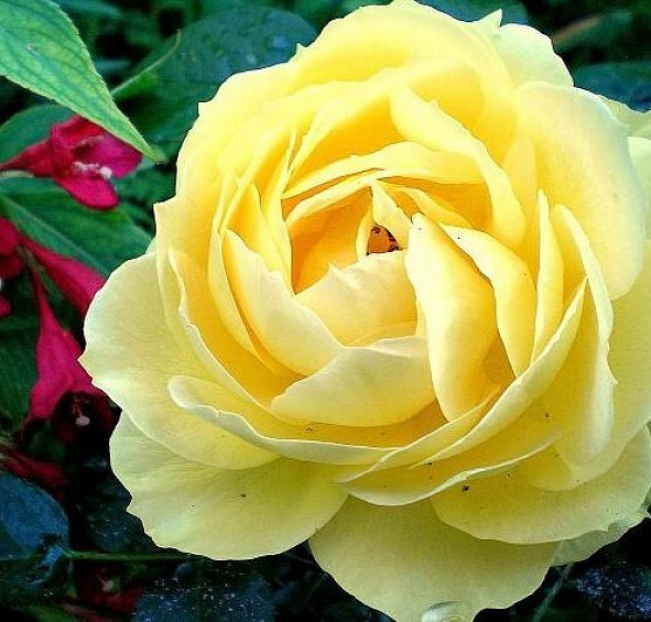 Роза 'Мальта' (чайно-гибридная) (желтая)