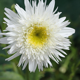 Нивяник 'Вирал Суприм'