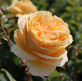 Роза 'Канделайт' (чайно-гибридная) (темно-желтая)