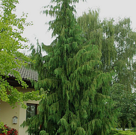 Кипарисовик нутканский 'Пендула'