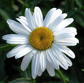 Нивяник обыкновенный 'Белый танец'